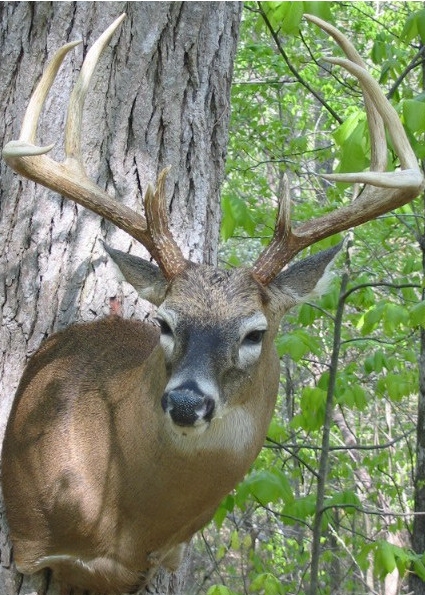 aweeksbuck.jpg