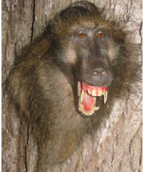 baboon.jpg