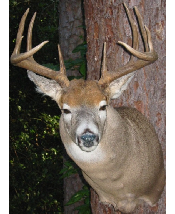bjohnsonbuck.jpg