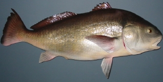 blackdrum.jpg