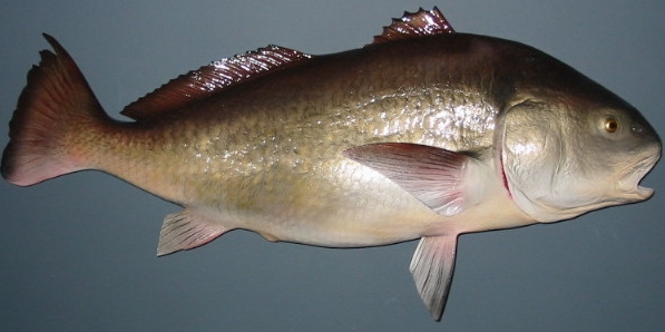 blackdrum.jpg