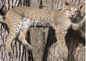 bobcat.jpg