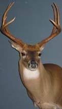 bowkill.jpg
