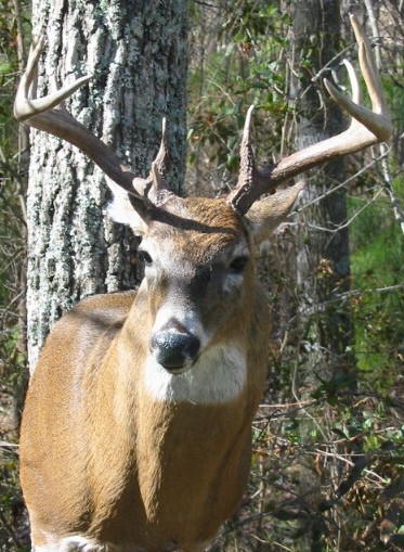 browningbuck.jpg