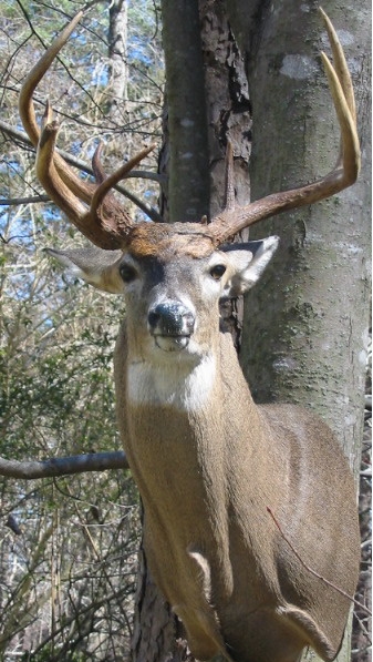 cbricebuck.jpg