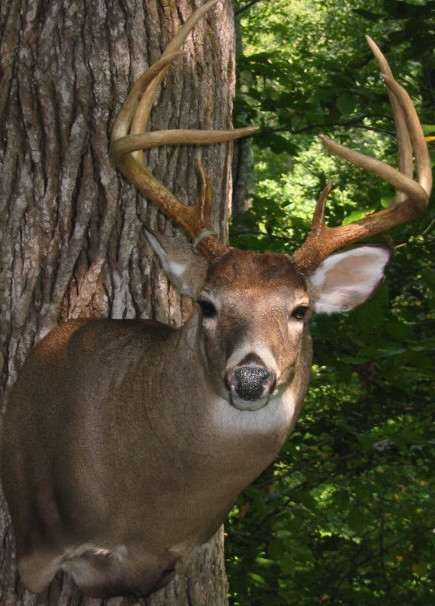 clinardbuck.jpg