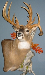 clinardbuck.jpg