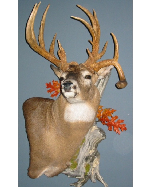 clinardbuck.jpg