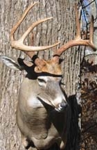 cooleybuck.jpg