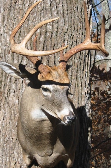 cooleybuck.jpg