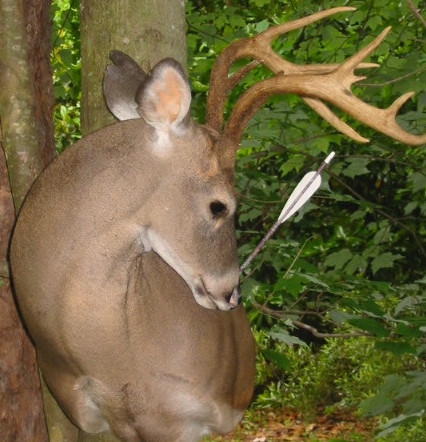 davisbuck.jpg