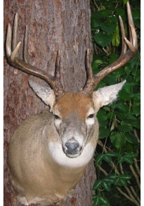 dcarrollbuck.jpg