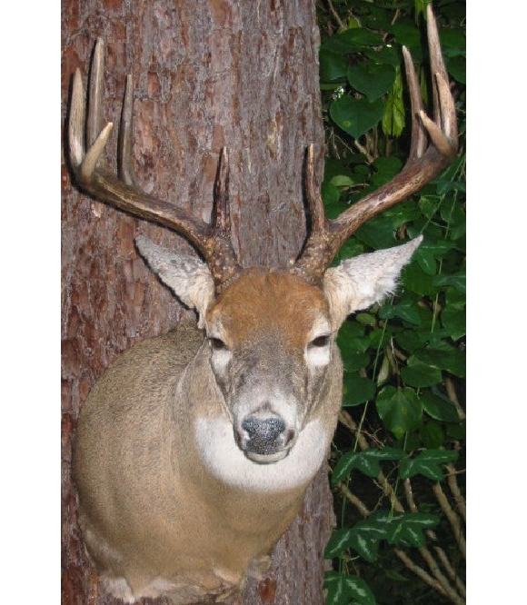 dcarrollbuck.jpg