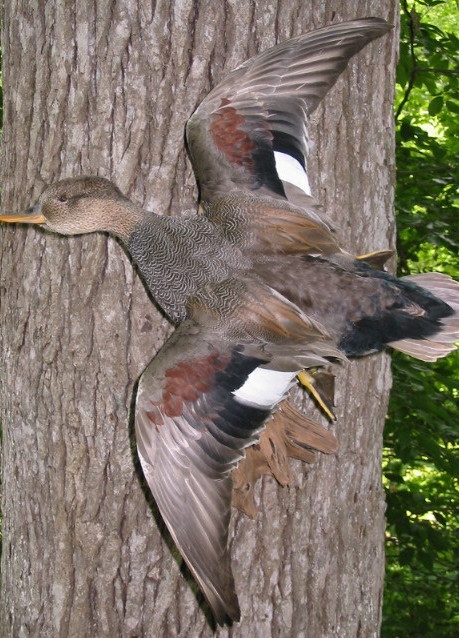 gadwall.jpg