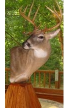 gerrellbuck.jpg