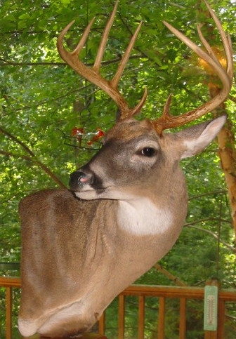 gerrelldeer.jpg