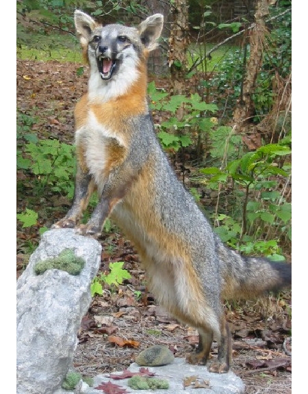 greyfox.jpg