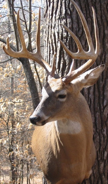 hallbuck.jpg