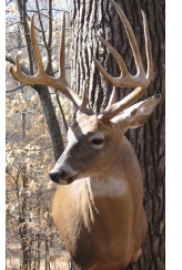 hallbuck.jpg