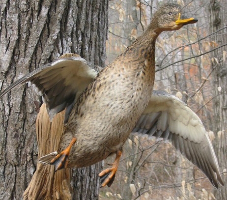 henmallard.jpg