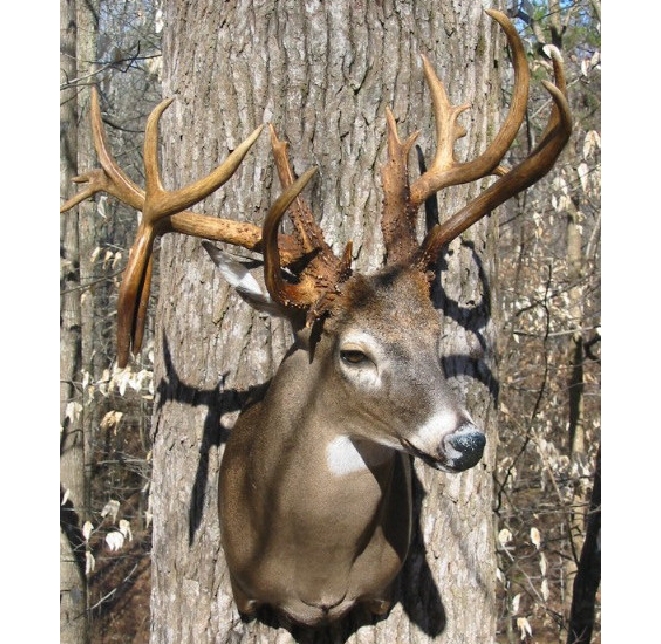 hickmanbuck.jpg