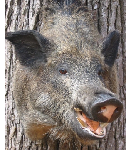 hog.jpg