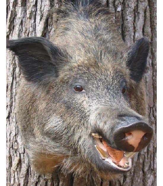 hog.jpg