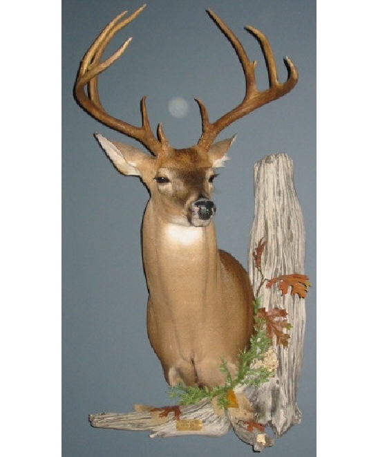 iribebuck.jpg