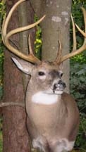 jimdeer.jpg