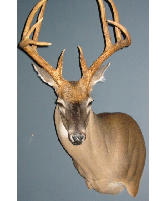 jonesbuck.jpg