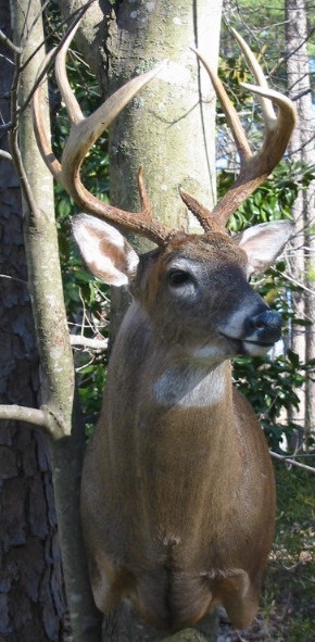 kendallbuck.jpg