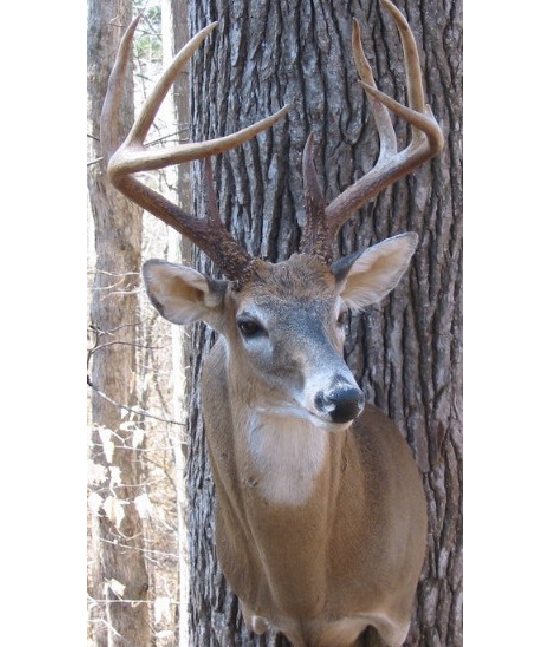kennymillsbuck.jpg