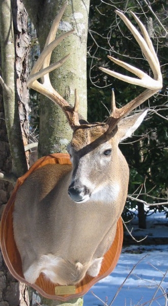 kevindavisbuck.jpg