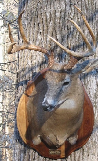 linwoodbuck.jpg