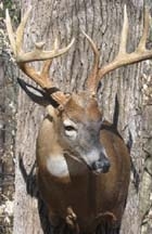 msmithbuck.jpg