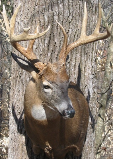 msmithbuck.jpg