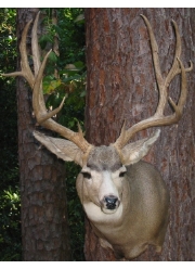 muledeer.jpg