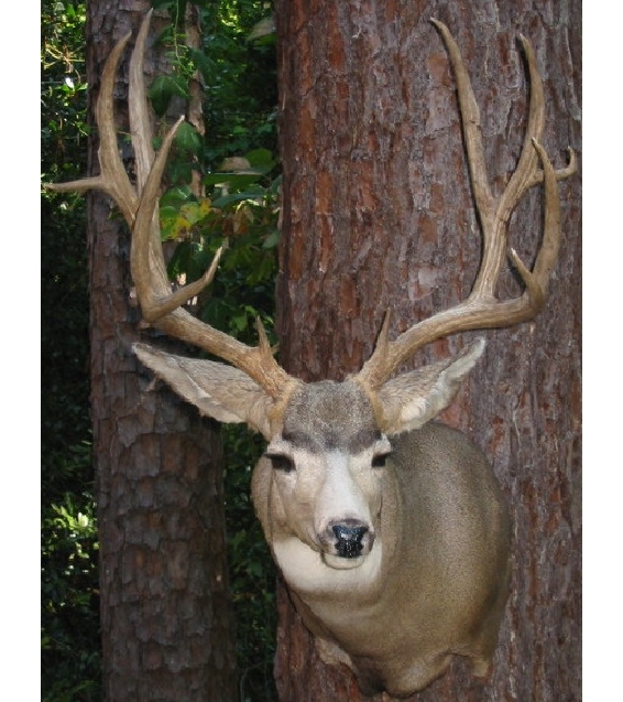 muledeer.jpg