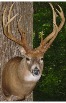 ohiobuck.jpg