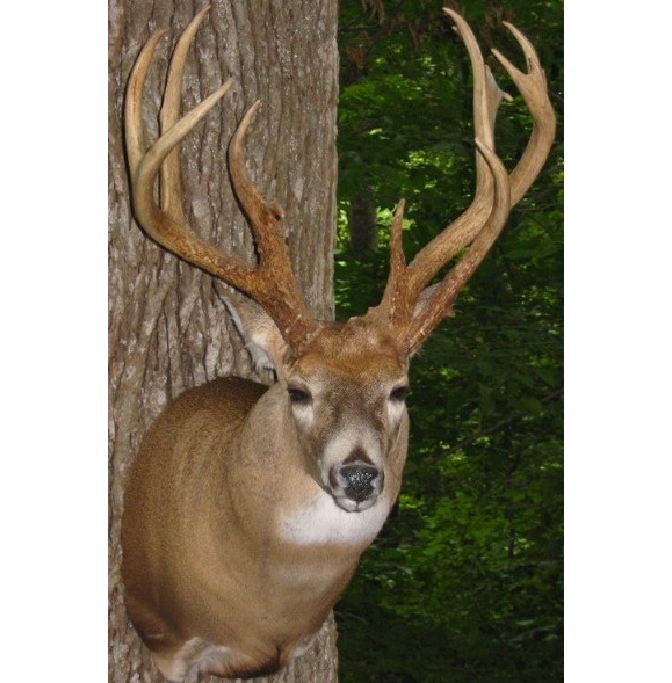 ohiobuck.jpg