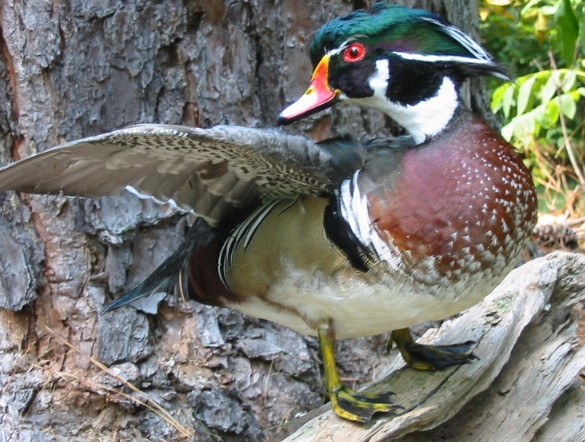 preen.jpg