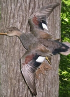 smallgadwall.jpg