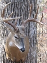 smalljonesbuck.jpg