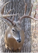 smalljonesbuck.jpg