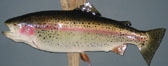 smallrainbow.jpg