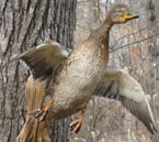 smhenmallard.jpg